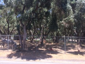 This old olive tree orchard is located on the east side of Gridley Road. It is located north of Grand Avenue. 